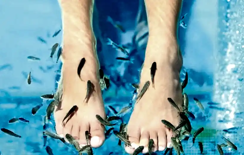 Fish Spa